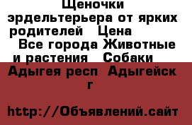 Щеночки эрдельтерьера от ярких родителей › Цена ­ 25 000 - Все города Животные и растения » Собаки   . Адыгея респ.,Адыгейск г.